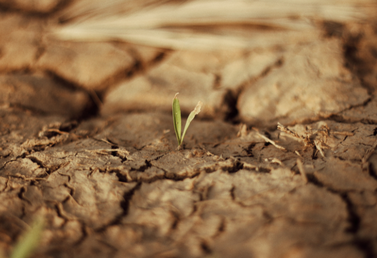 dykuma galvoje, sausi plaukai